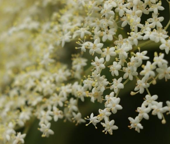 Elderflower benefits image showing closeup of elderflower white star-shaped petals with yellow centers