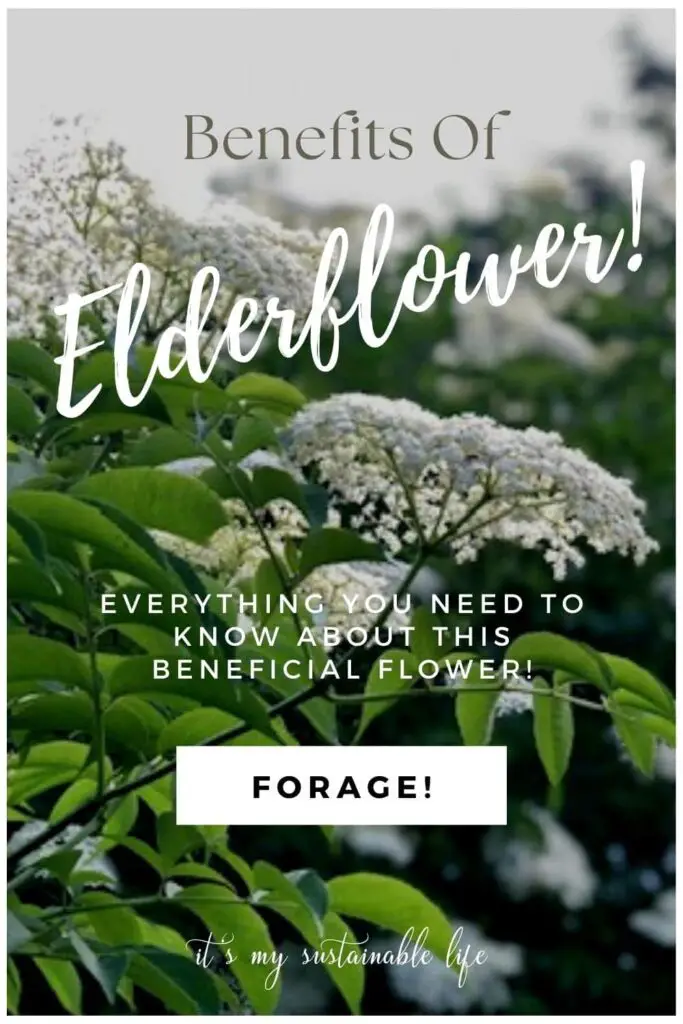 Elderflower Benefits pin created for Pinterest showing closeup image of elderflowers growing on the elderberry or elder plant