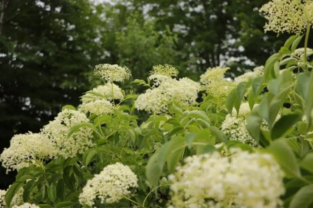 Elderflower benefits featured image showing clusters of white petaled elderflower clusters growing on elder tree with blurred background