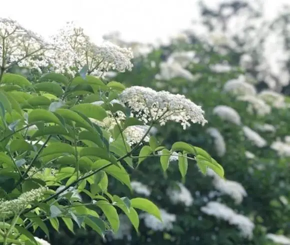 Elderflower Benefits image showing caps of flowering elderflower on the shrub with blurred background of many elderflower caps