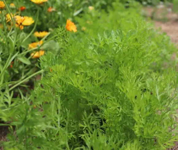 Benefits Of Companion Planting image showing carrot greens growing in the garden next to the companion plant calendula with bright yellow/orange blossoms