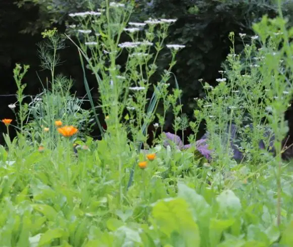 Benefits Of Companion Planting image showing multiple companion plants growing together in garden with white, orange and purple blossoms