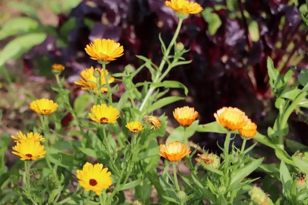 Benefits Of Companion Planting featured image showing closeup of companion plants, calendula with bright yellow/orange flowers with brown centers growing next to deep burgundy beet greens