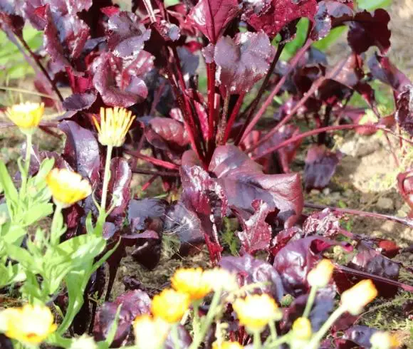 Benefits Of Companion Planting image showing closeup of beets growing in garden with companion plant calendula next to it