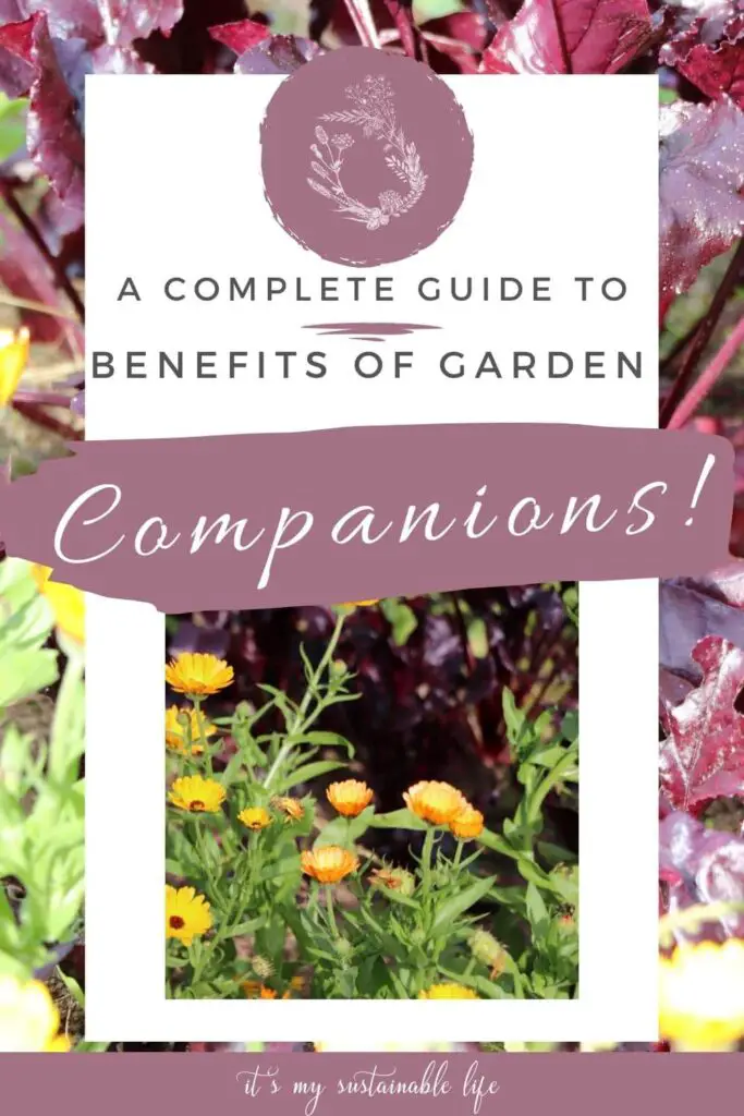 Benefits Of Companion Plants pin made for Pinterest showing image of companion plants calendula with its brightly orange color flowers alongside deep burgundy beet greens with the article information listed