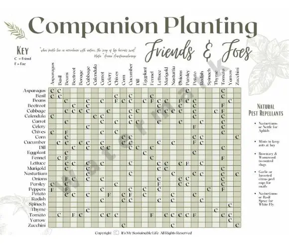 Companion Planting Friends And Foes Guide image showing all the plants that work well together in the garden along with the ones that don't
