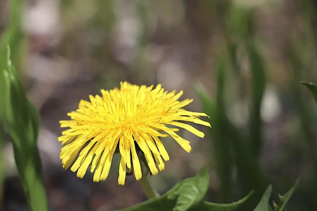 Dandelion Fun Facts featured image showing closeup view of a single yellow dandelion flower with a blurred background of green leaves