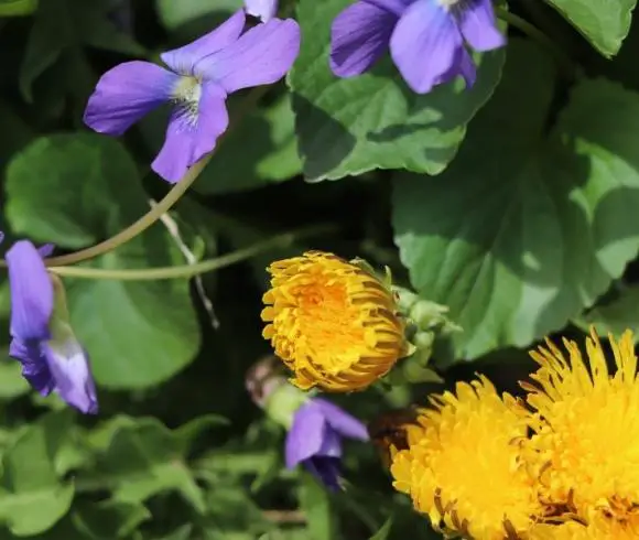 Dandelion Fun Facts image showing 3 unopened yellow dandelion flowers next to purple wild violets with green leaves