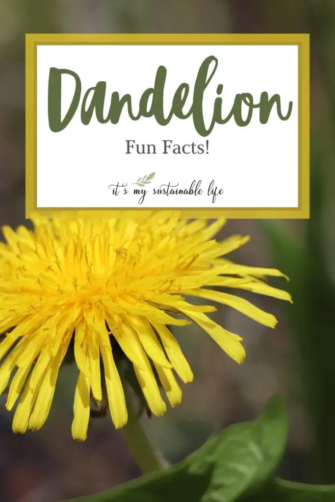 Dandelion Fun Facts pin created for Pinterest showing featured image of single yellow dandelion flower thats fully opened with blurred background along with the title of the article and It's My Sustainable Life logo