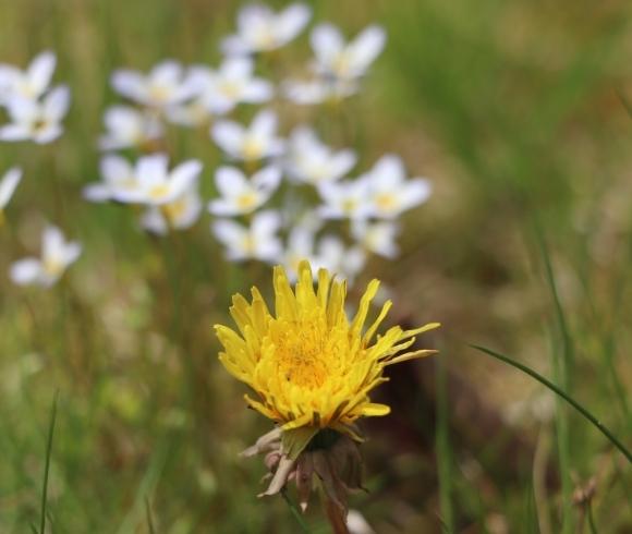 Dandelion Fun Facts image showing yellow dandelion flower that's only slightly opened with blurred background of white and yellow wild star flowers blurred in the background