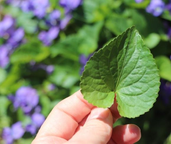 Foraging Wild Violet How To Identify And Use image showing hand holding up a heart shaped leaf from the wild violet plant with blurred image in the background of the plant mount with purple blossoms