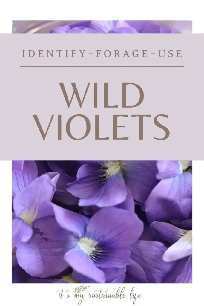 Foraging Wild Violet How To Identify And Use pin created For Pinterest displaying article information and an image of multiple closeup views of wild violet flowers clumped together