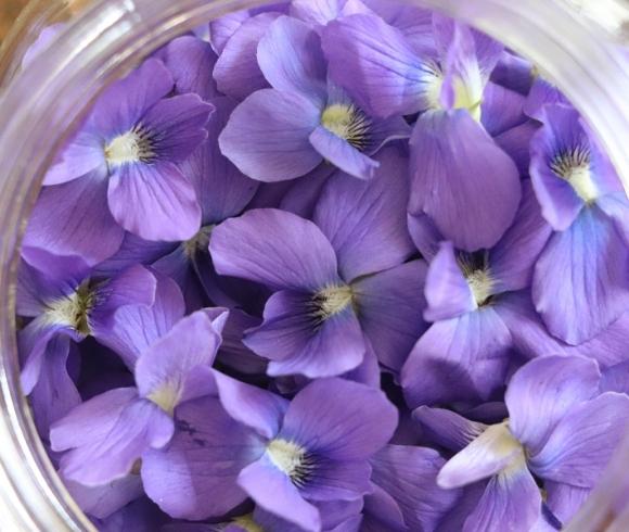 Foraging Wild Violet How To Identify And Use image showing many purple wild violet blossoms in a jar from the top view