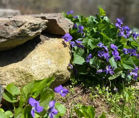 Foraging Wild Violet How To Identify And Use image showing wild violet plants growing next to stones
