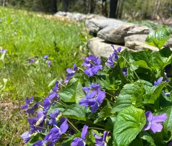 Violet Tincture - How To Make And Use image showing purple violets growing alongside a stone wall with green grass