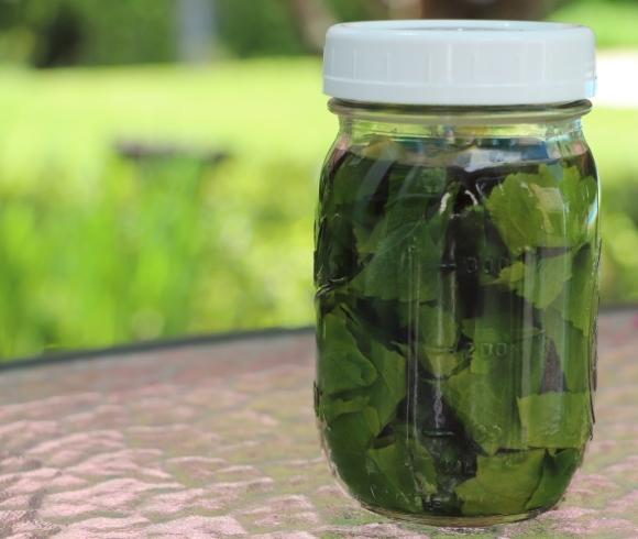 Violet Tincture - How To Make And Use image showing pint mason jar with white reusable cover setting on glass top with blurred green background