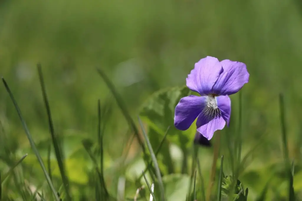 Violet Tincture - How To Make And Use featured image showing single violet blossom with blurred background of green grass