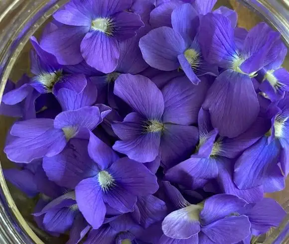 Wild Violet Vinegar - How To Make And Use image showing closeup of deep purple violet flowers clumped together