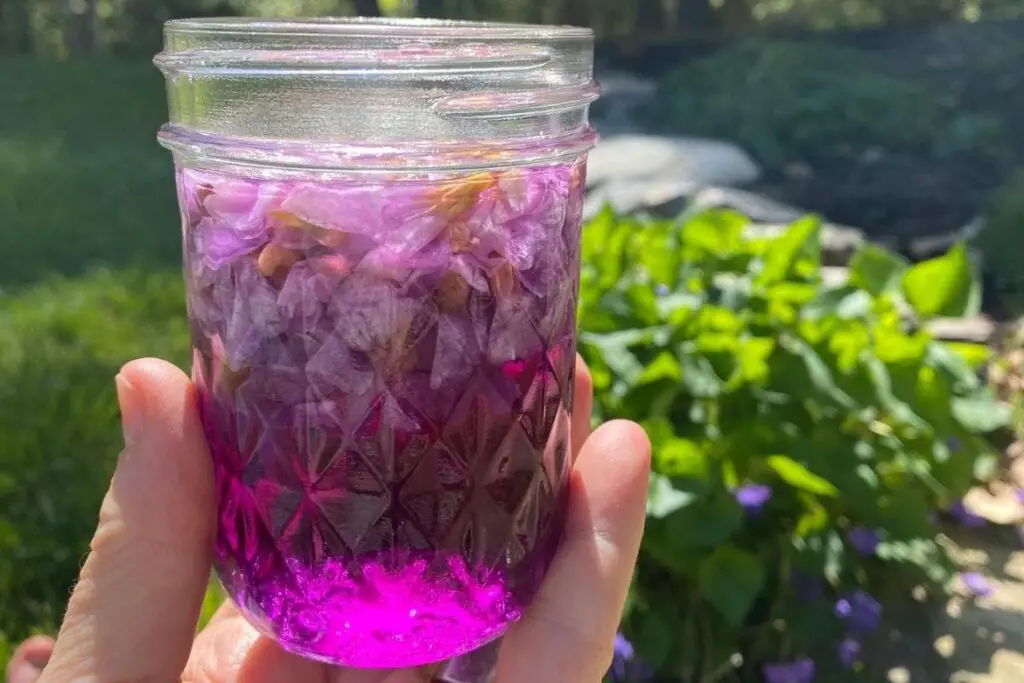 Wild Violet Vinegar - How To Make And Use featured image showing hand holding small mason jar size wild violet vinegar with blossoms still in the jar in front of blurred background of wild violet plant