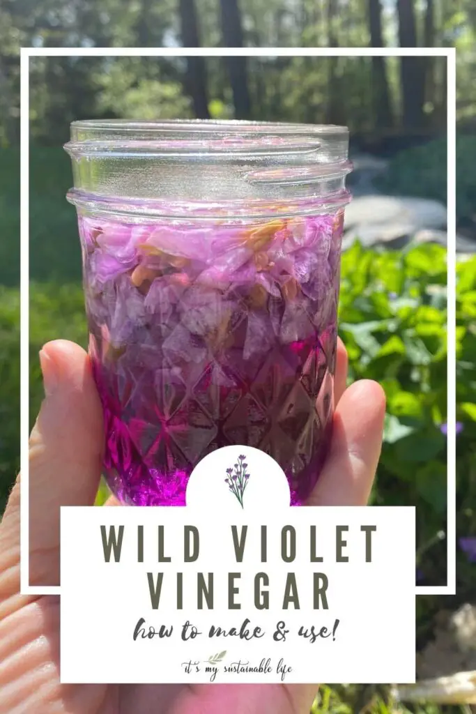 Wild Violet Vinegar - How To Make And Use pin created for Pinterest showing featured image of hand holding small mason jar size wild violet vinegar with blossoms still in the jar in front of blurred background of wild violet plant