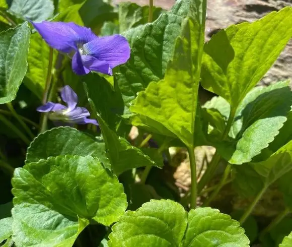 Wild Violet Vinegar - How To Make And Use image showing 2 wild violet flowers growing on green leafed bush