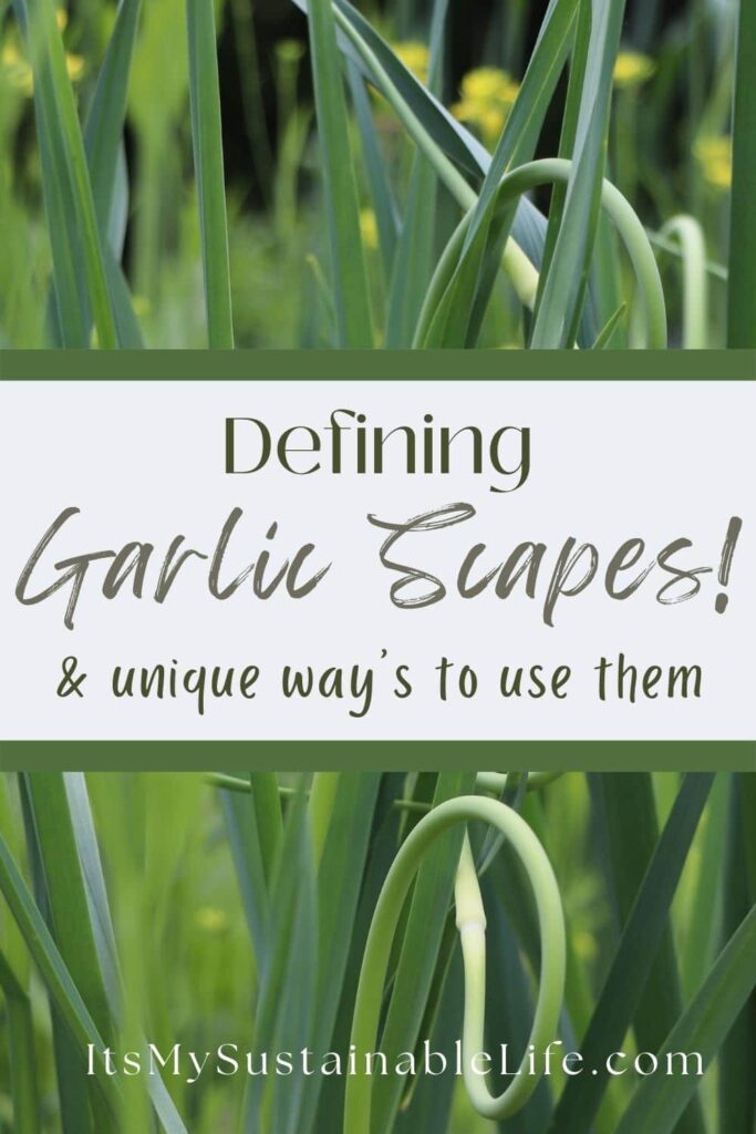 Garlic Scapes {What Are They And How To Use Them} pin made for Pinterest showing garlic scapes growing on the garlic plant in the garden along with a center band with the article information in the center of the image