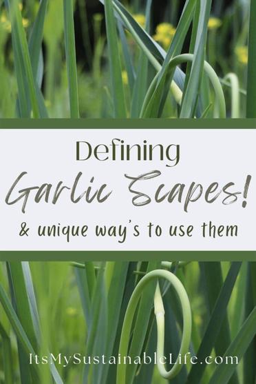 Garlic Scapes {What Are They And How To Use Them} - It's My