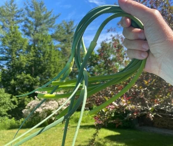 Garlic Scapes {What Are They & How To Use Them} image showing hand holding garlic scapes with blurred image of blue sky, grass, and trees in the background