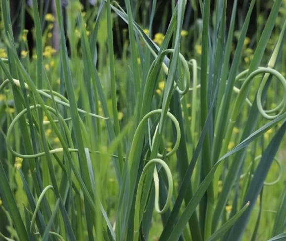 Garlic Scapes {What Are They & How To Use Them} image showing curling garlic scapes growing on the garlic plant in the garden