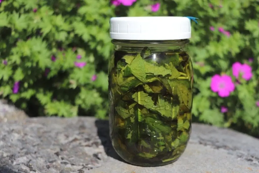 Violet Oil featured image showing jar filled with violet leaf and oil in mason jar with white lid sitting on a stone with blurred plant in background with purple flowers