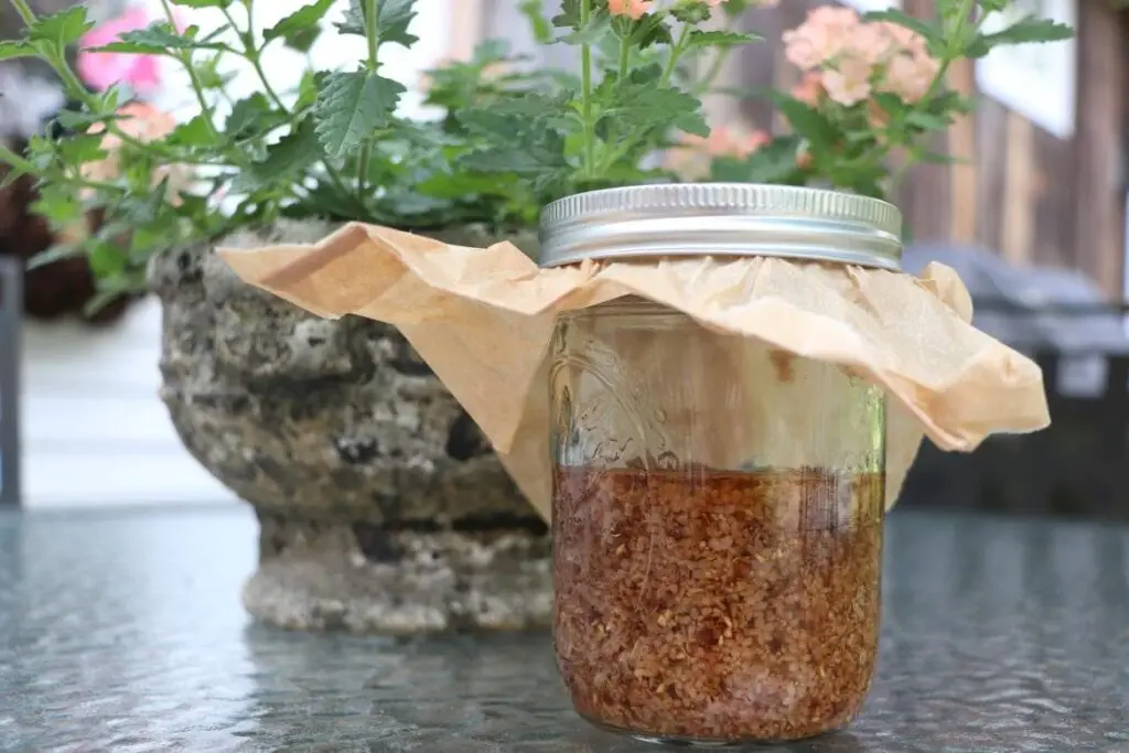 Elderflower tincture featured image showing a small mason jar half filled with elderflower and liquid resting on glass table with peach colored plant in concrete planter in the background