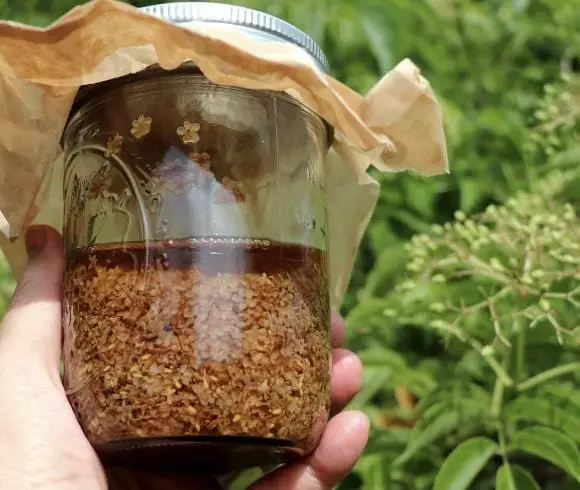 Elderflower tincture article image showing a hand holding a jar of elderflower tincture covered with small piece of parchment paper in front of elderberry bush