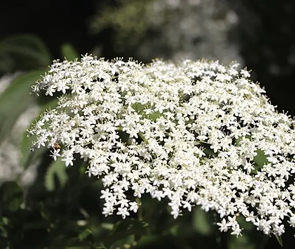 Elderflower tincture article image showing a single umbel of elderflower blooming on its plant with blurred background of elderflowers