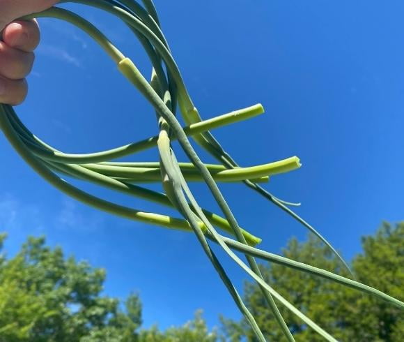 Garlic Scape Hummus image showing organized fresh green garlic scapes being held with brilliant blue sky and green tree tops in the background