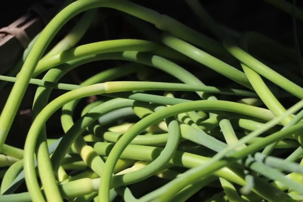 Garlic Scape Pesto Recipe featured image showing fresh garlic scapes with varied shades of green