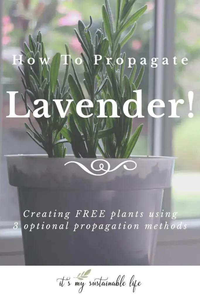 How To Propagate Lavender pin created for Pinterest showing featured image of article, lavender cuttings in white pot with blurred background