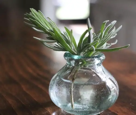 How To Propagate Lavender image showing 3 softwood lavender cuttings in a clear teal tinted pear shaped vase with water resting on top of wooden board