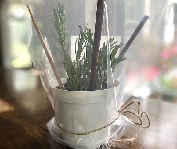 How To Propagate Lavender image showing lavender cuttings in white plant pot with 3 sticks holding plastic baggy which has been placed over the top and tied at the bottom with twine away from the cuttings