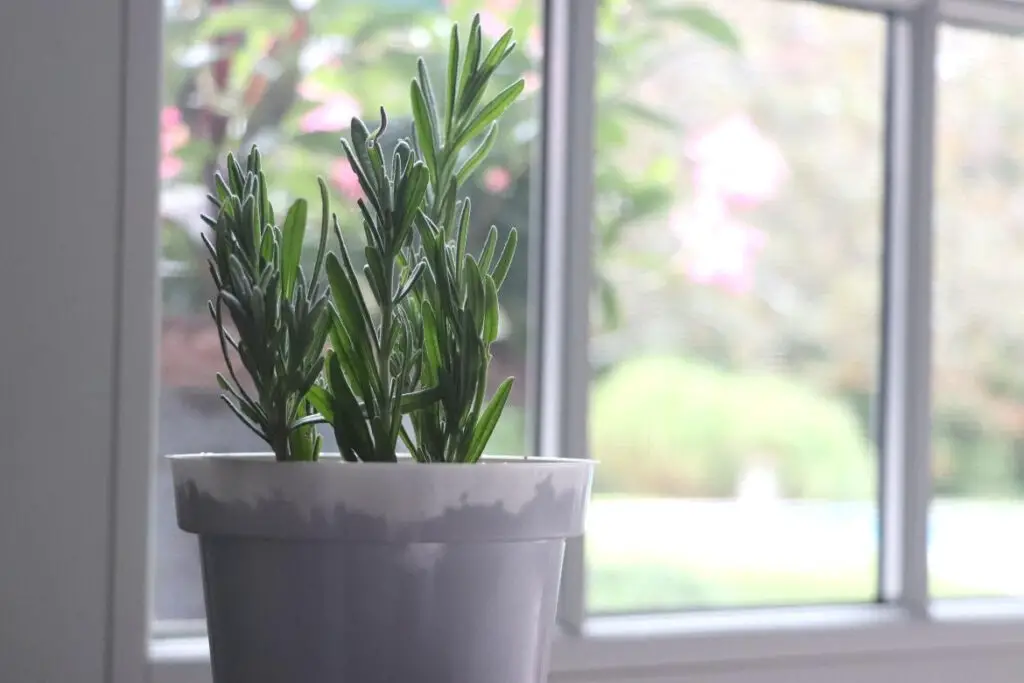 How To Propagate Lavender featured image showing 5 lavender cuttings placed into a white planting pot in front of a window with blurred background