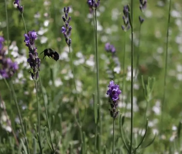 How To Propagate Lavender image showing deep purple lavender flowers with bumblebee hovering near one stem with white flowers blurred in the background