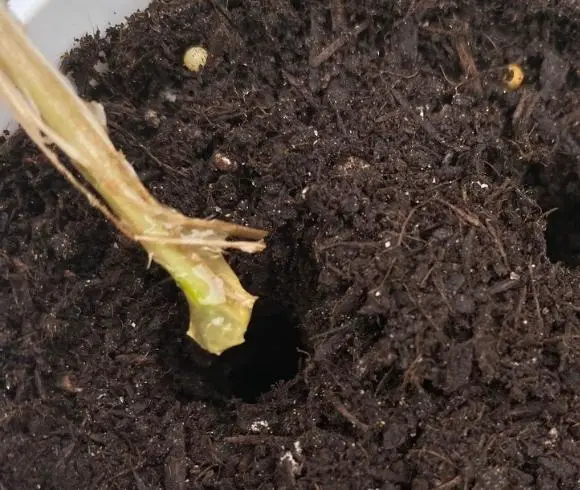 How To Propagate Lavender image showing snipped end of lavender  stem dipped into honey and ready to be placed into hole made in soil