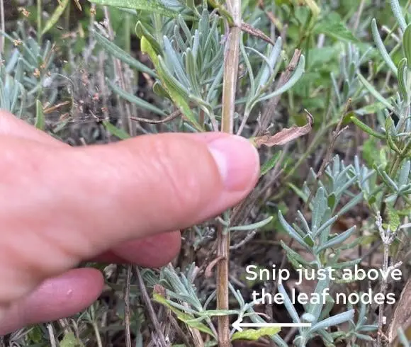 How To Propagate Lavender image showing hand holding a stem of lavender ready to snip