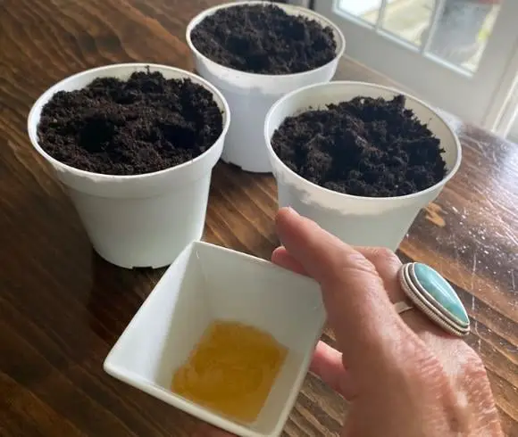 How To Propagate Lavender image showing 3 white planting pots filled with soil placed in a triangular shape on a wooden board with hand holding a white vessel with honey in the bottom