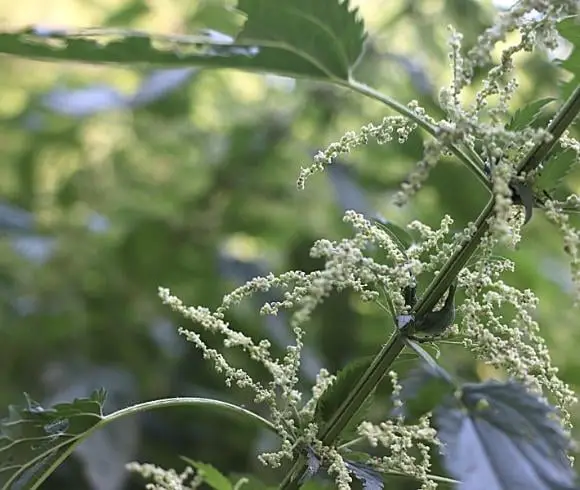 Stinging Nettle {The Plant, The Benefits, The Uses} image showing small white flower growth system on stinging nettle plant