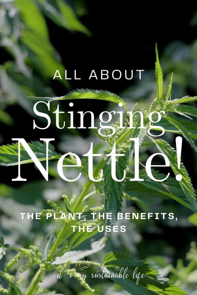 Stinging Nettle {The Plant, The Benefits, The Uses} pin created for Pinterest showing background image of stinging nettle plant with overlay of white lettering describing the article