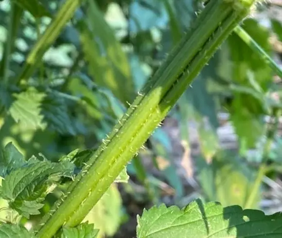 Stinging Nettle {The Plant, The Benefits, The Uses} image showing close-up view of stinging nettle green stem, square in shape, covered in small hairs or stingers