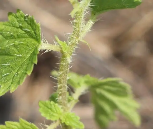 Stinging Nettle {The Plant, The Benefits, The Uses} image showing close-up view of young stinging nettle plant highlighting the stinging "hairs" located along the leaves and stems of the plant