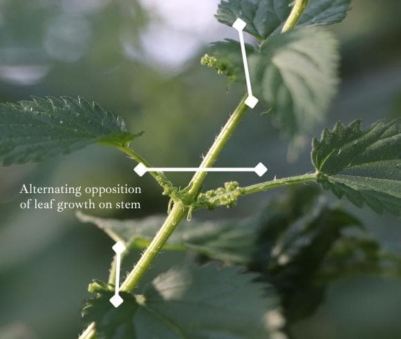 Stinging Nettle {The Plant, The Benefits, The Uses} image of stinging nettle plant with overlay of pointing arrows highlighting the alternating pattern of leaf growth as they grow opposite of one another