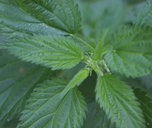 Stinging Nettle {The Plant, The Benefits, The Uses} image showing the deep green color of the top leaf growth of the stinging nettle plant