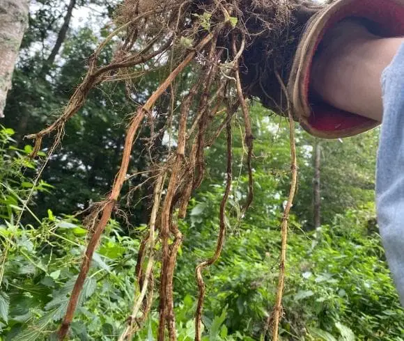 Stinging Nettle Root Tincture image showing hand holding freshly harvested stinging nettle with roots hanging toward the ground